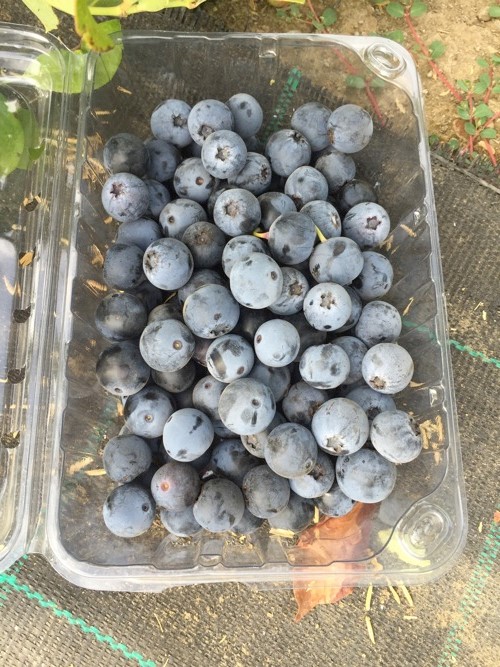 Chileense kwekerij oogst de eerste oogst van variëteiten van de blueberry die van oorsprong NZ is