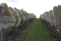 Vineyard Fruit Zone Bird Protection Netting System