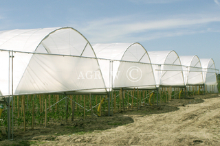 Greenhouse Poly Tunnel