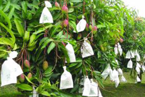 mango groeit op de tree.jpg