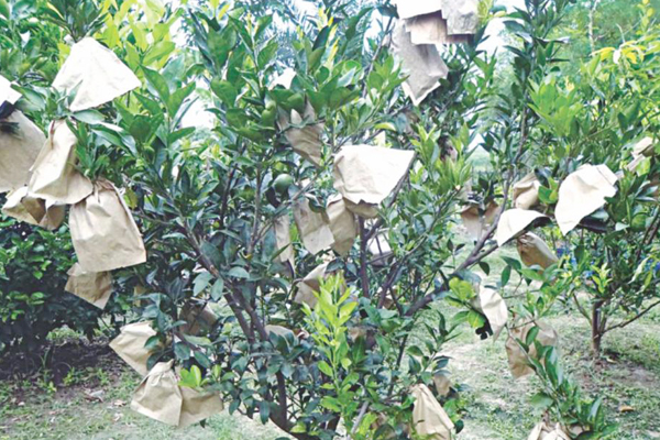 Sinaasappels Protection Paper Bag.jpg