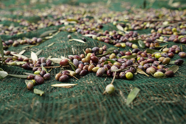 Olive Net Mono Filament voor Italy.jpg