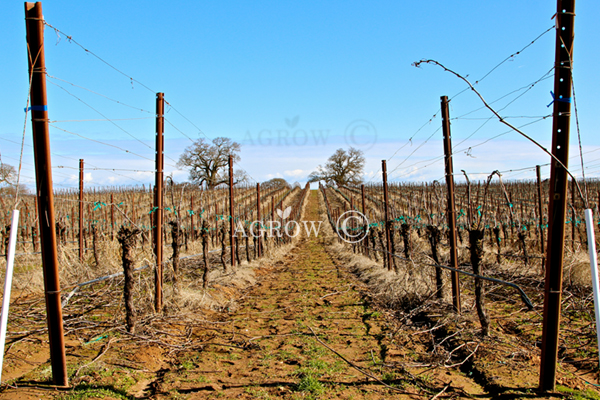 Vertical Shoot Positioning (VSP) Trellis-systeem