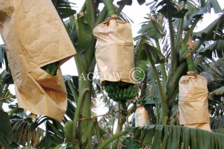 Banana groeiende zakken