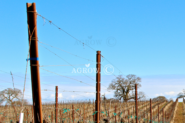 Vertical Shoot Positioning (VSP) Trellis-systeem