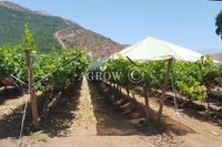 Open Gable + Grape Raincover