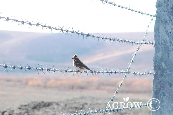 Hek van prikkeldraad