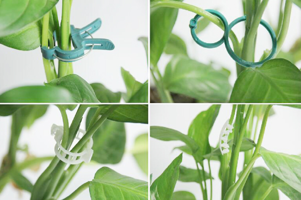 Tomatentopting Clips.jpg