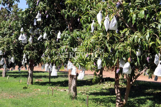 Mango groeiende zakken