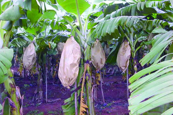 Banana Growing Bags (2) .jpg