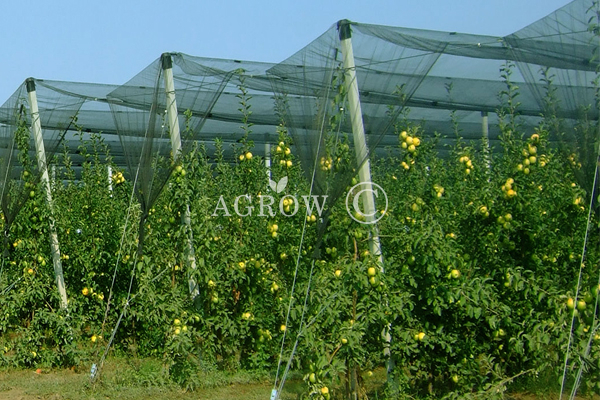 Agtek + Gable Orchard Anti-Hail Netting System