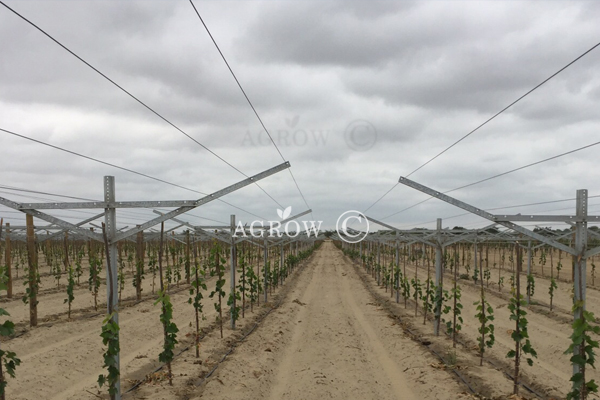 Vineyard Open Gable Trellis System