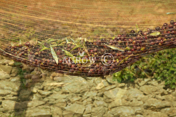 Olive Harvest Net