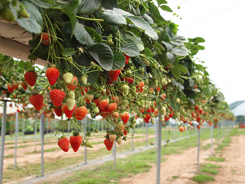 AGTEK Aardbeienkweeksysteem voor tafel